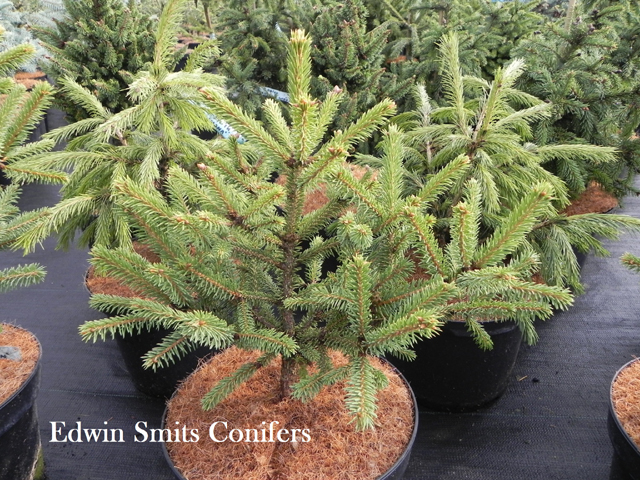 Picea asperata 'Bochen WN'